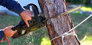 Professional Tree Services in Oak Bluffs, MA